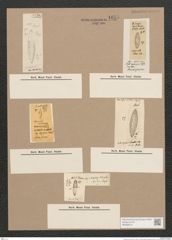 Navicula sp. (de-Toni-Nr.: Genus 1) Zeichnungen Sammlung Grunow Nr. 1655 (NHMW-BOT-W0368216)